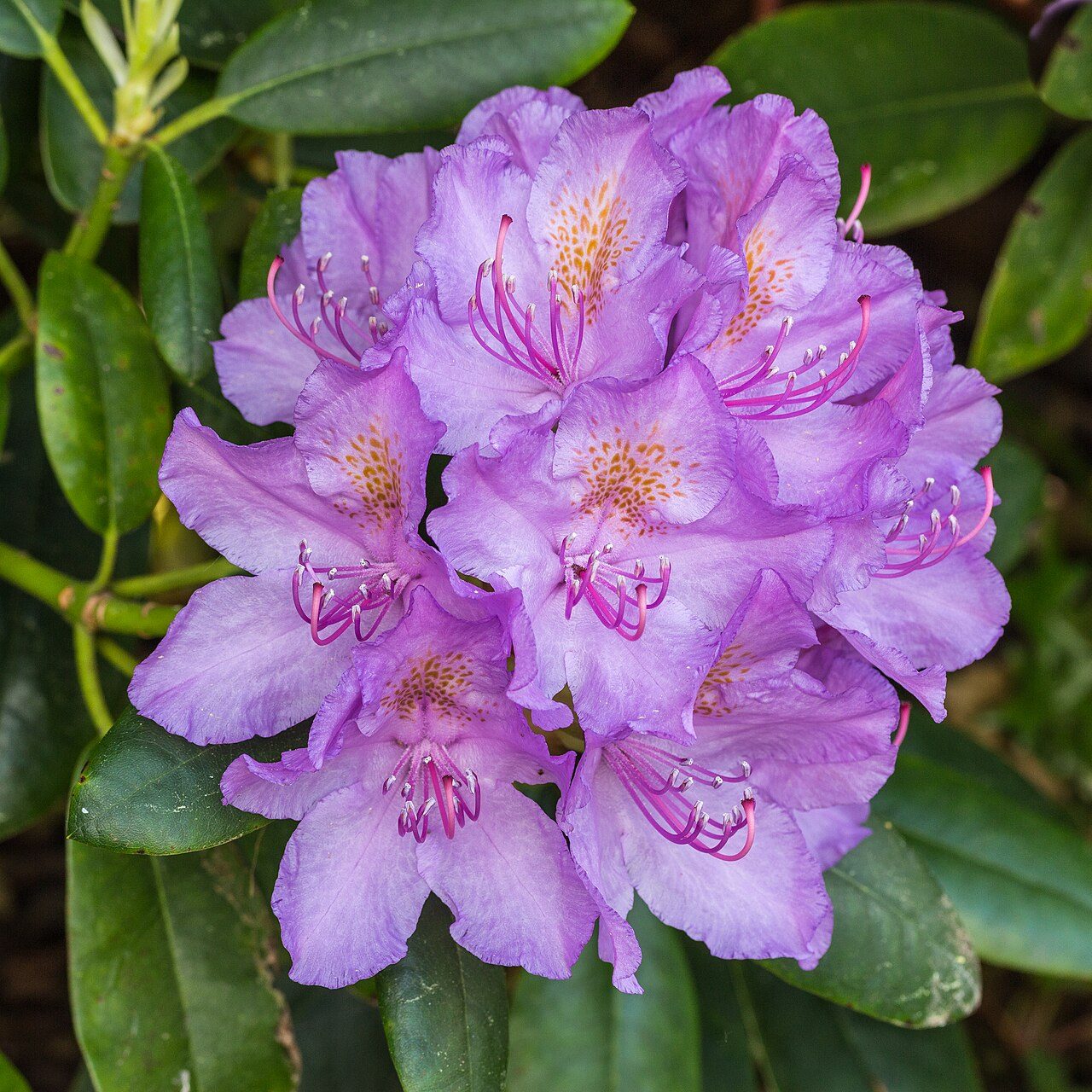 Rhododendron ponticum 2