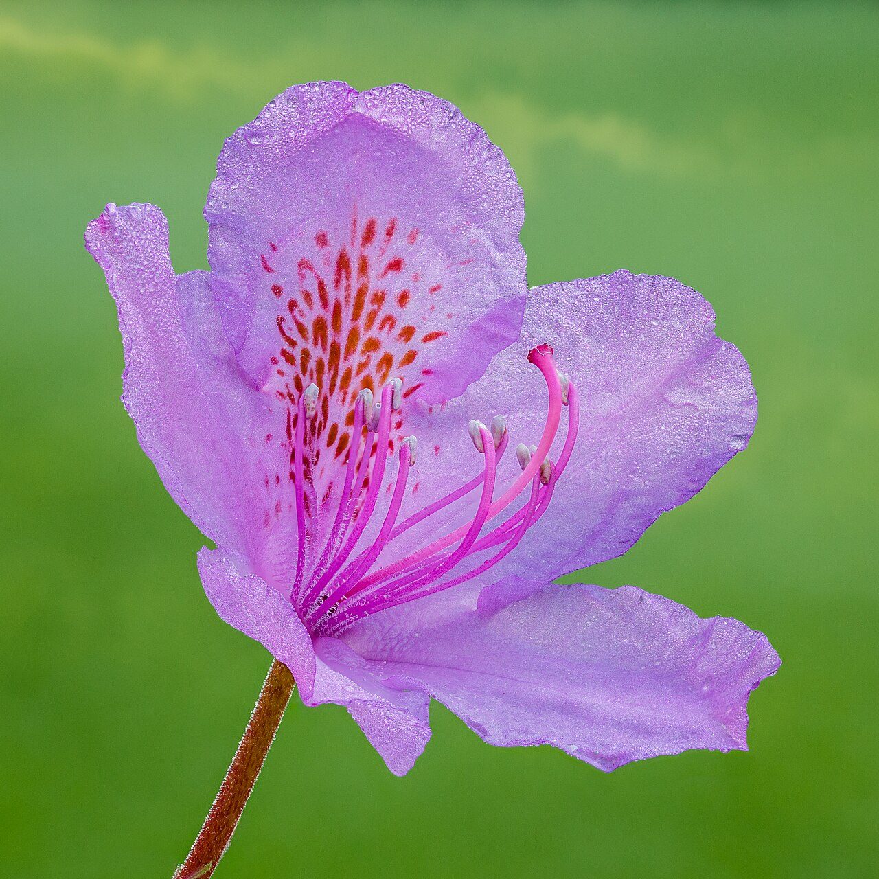 Rhododendron ponticum 3