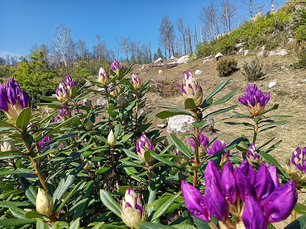 Rhododendron ponticum 4