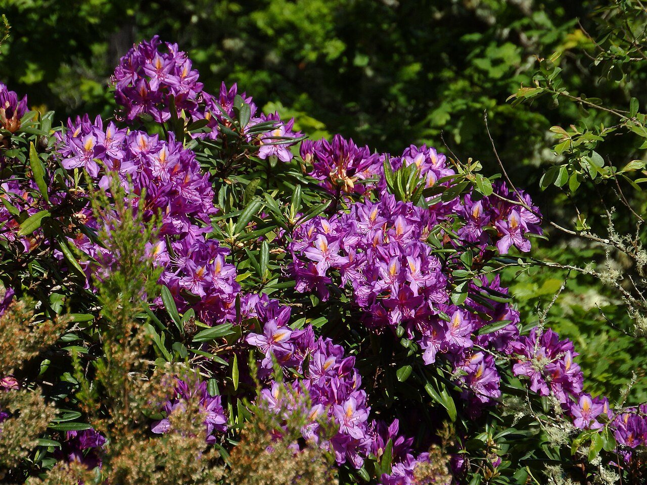 Rhododendron ponticum 5