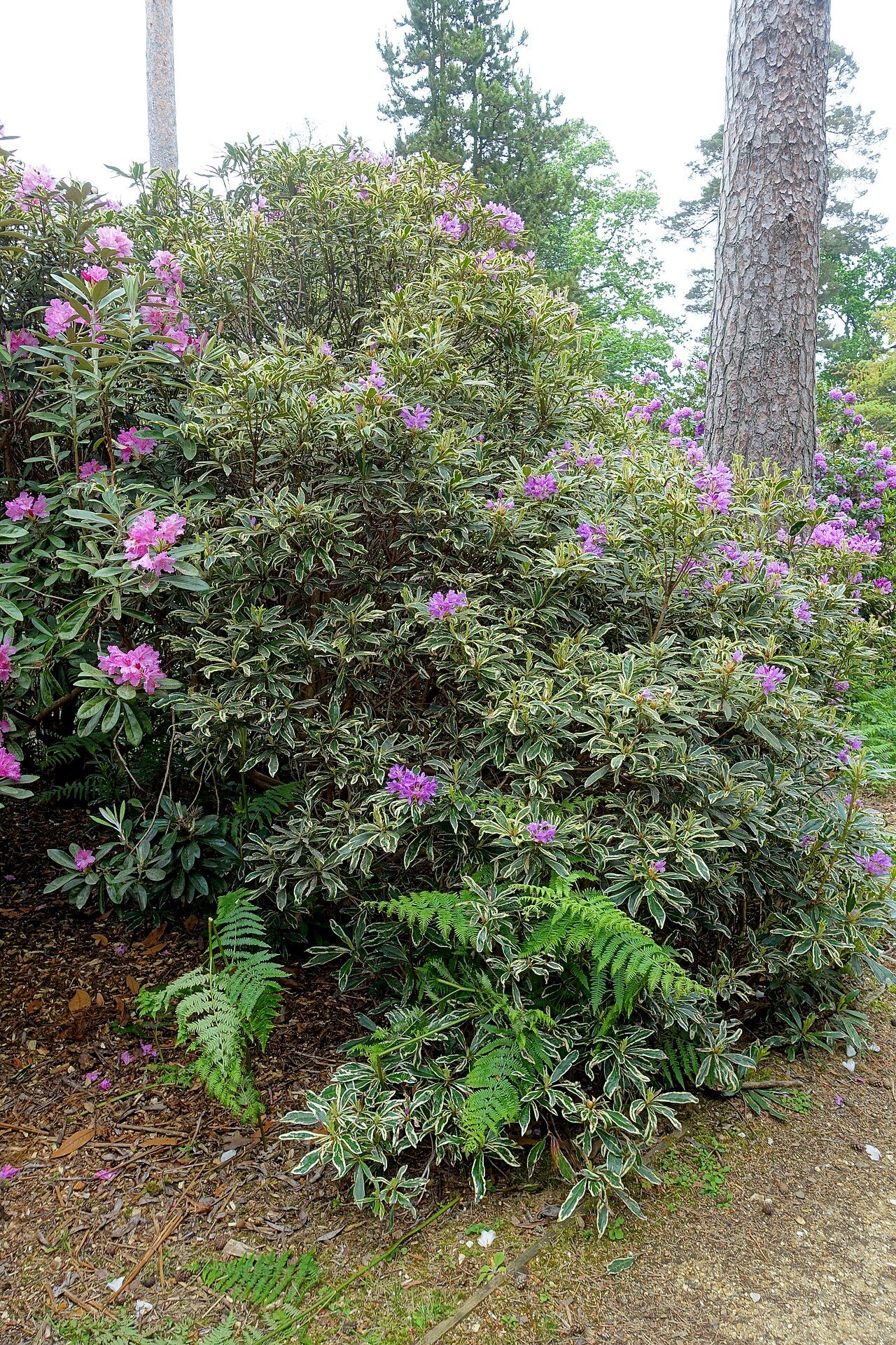Rhododendron ponticum 6