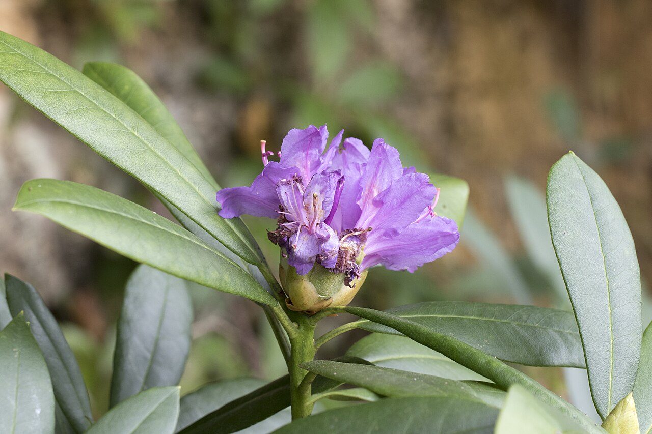 Rhododendron ponticum 7