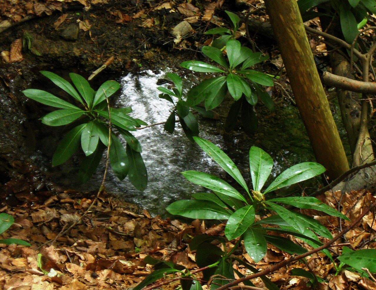 Rhododendron ponticum 8