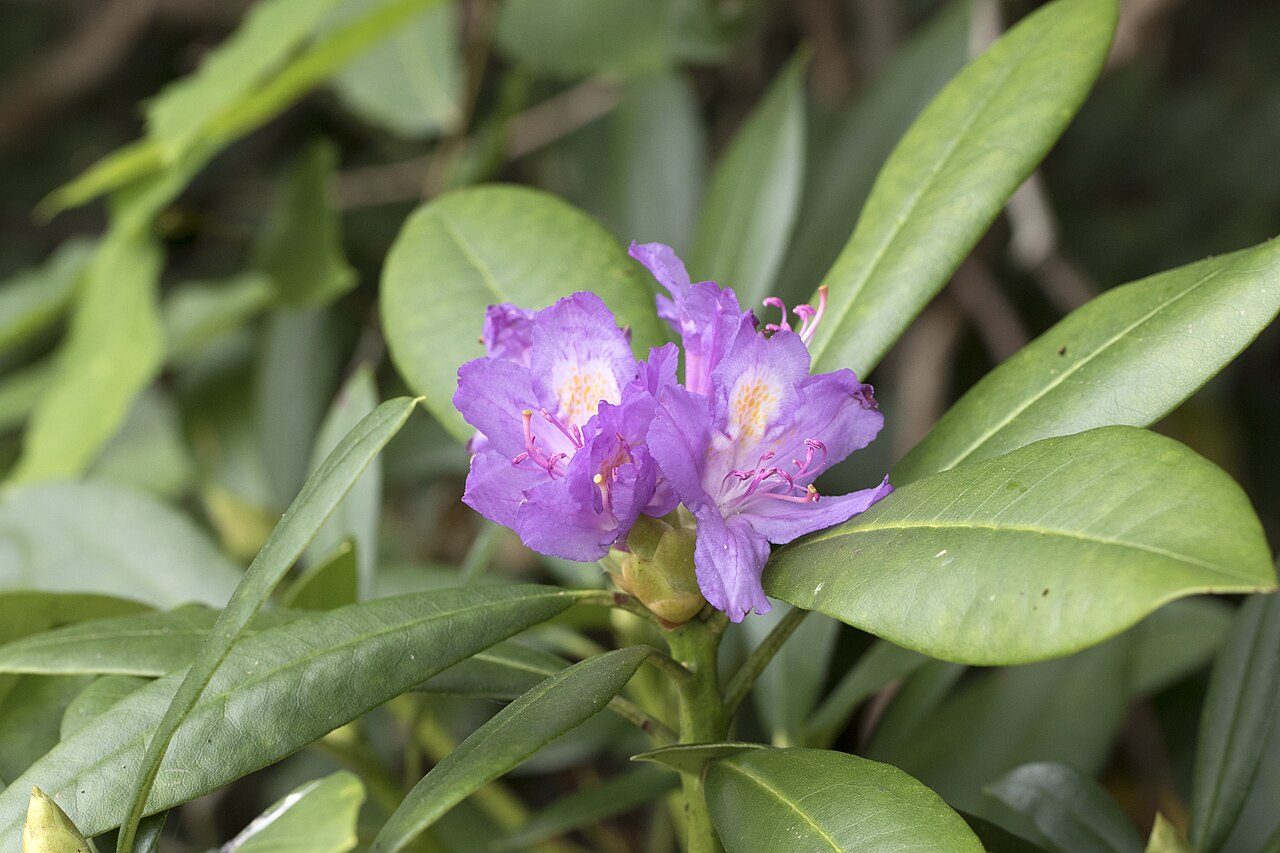 Rhododendron ponticum 10