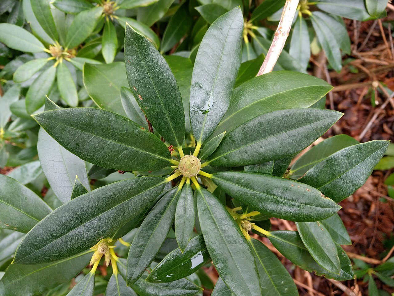 Rhododendron ponticum 9