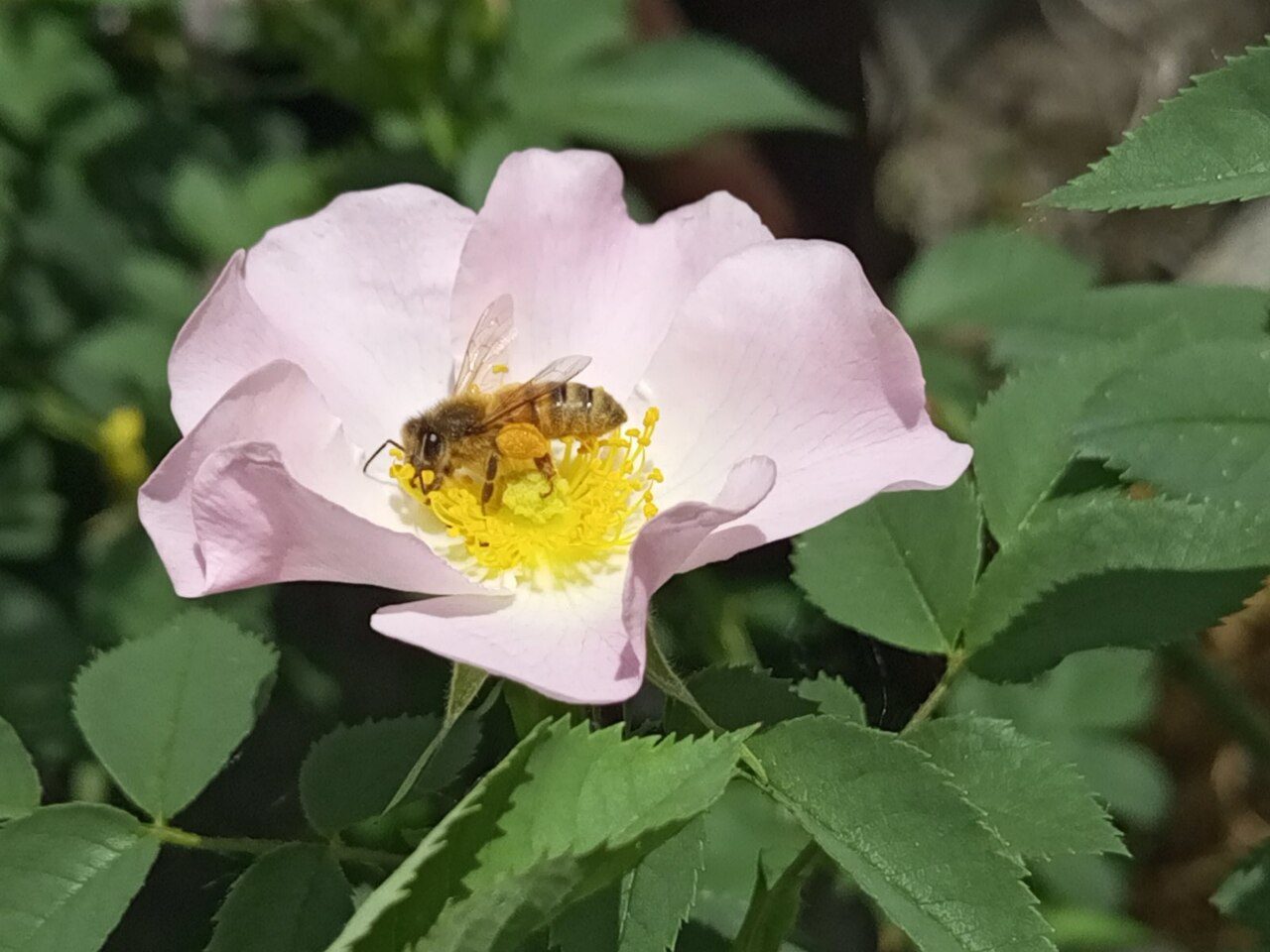 Dog rose