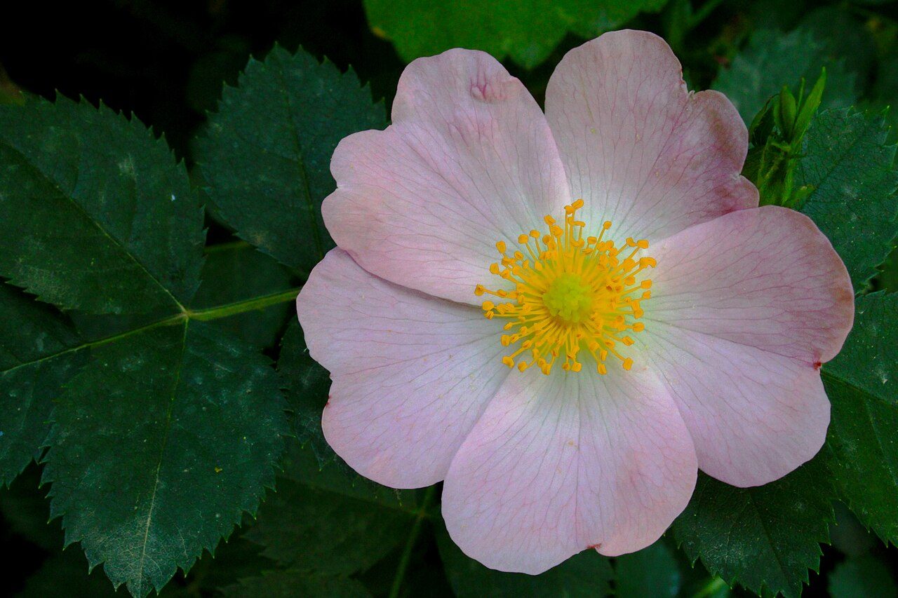 Dog rose 2