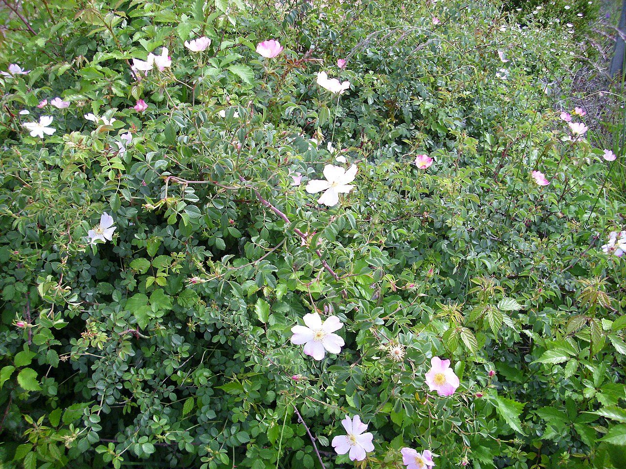 Dog rose 3