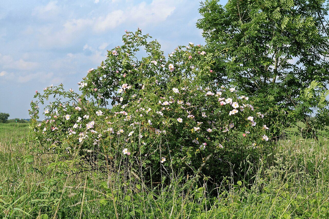 Dog rose 4