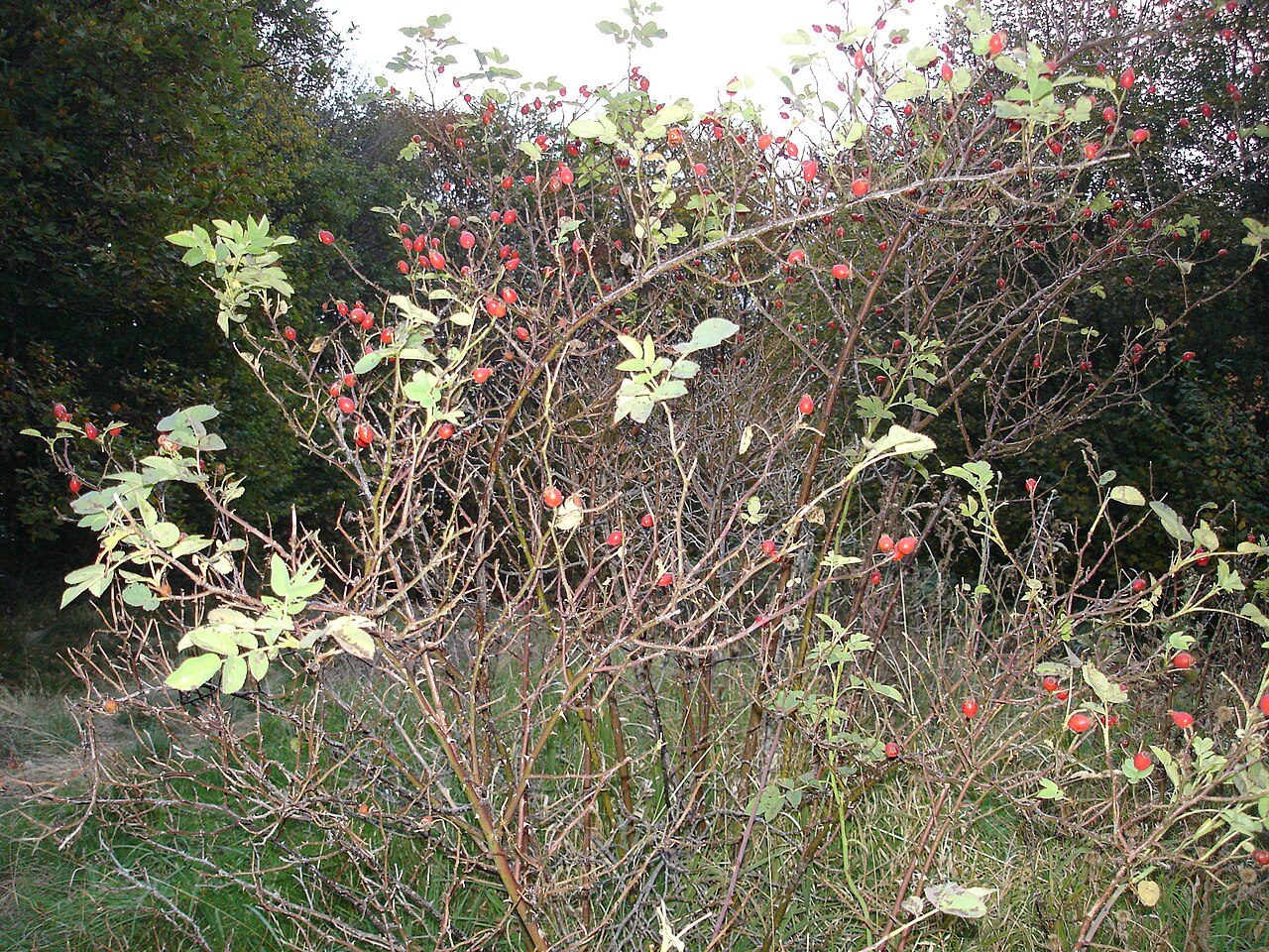 Dog rose 5