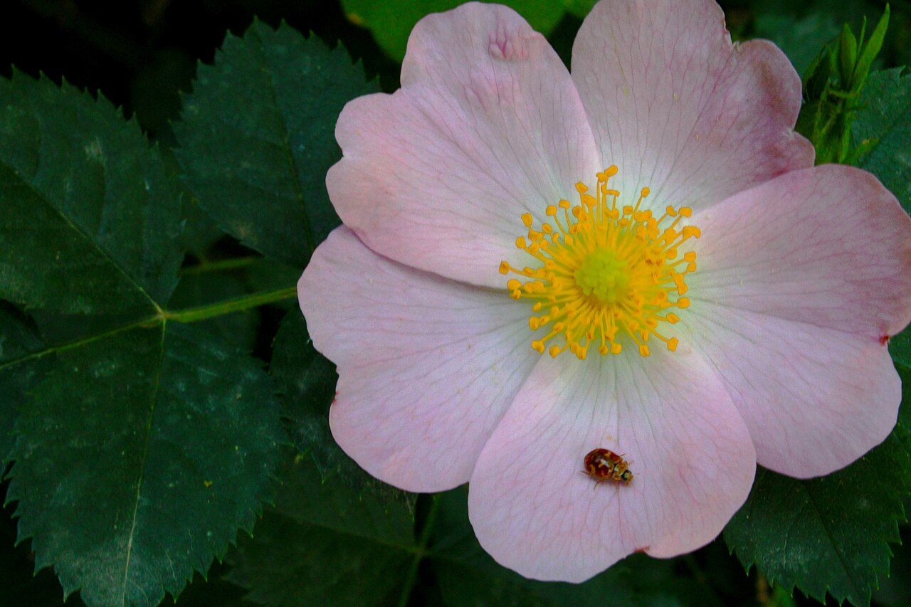 Dog rose 6