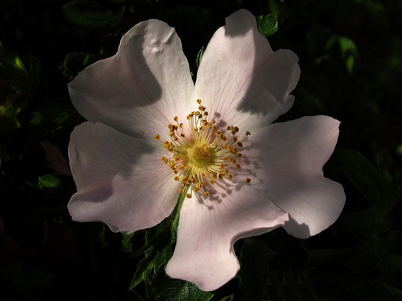 Dog rose 7