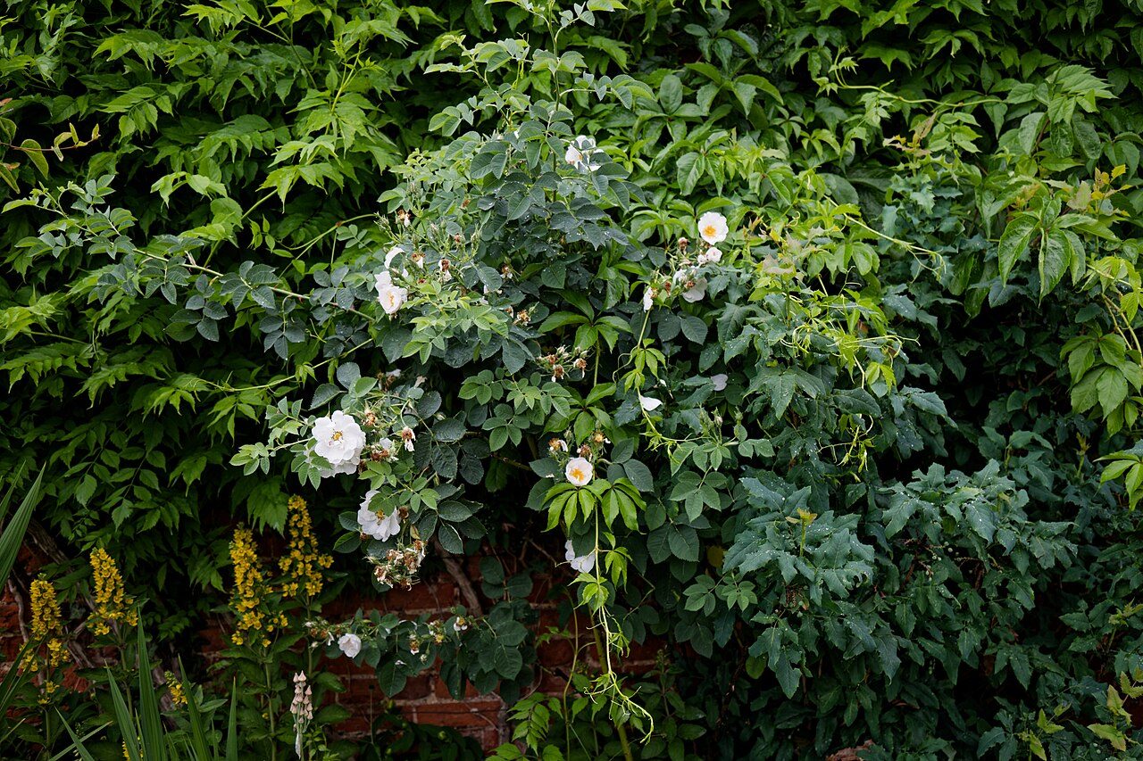 Dog rose 8