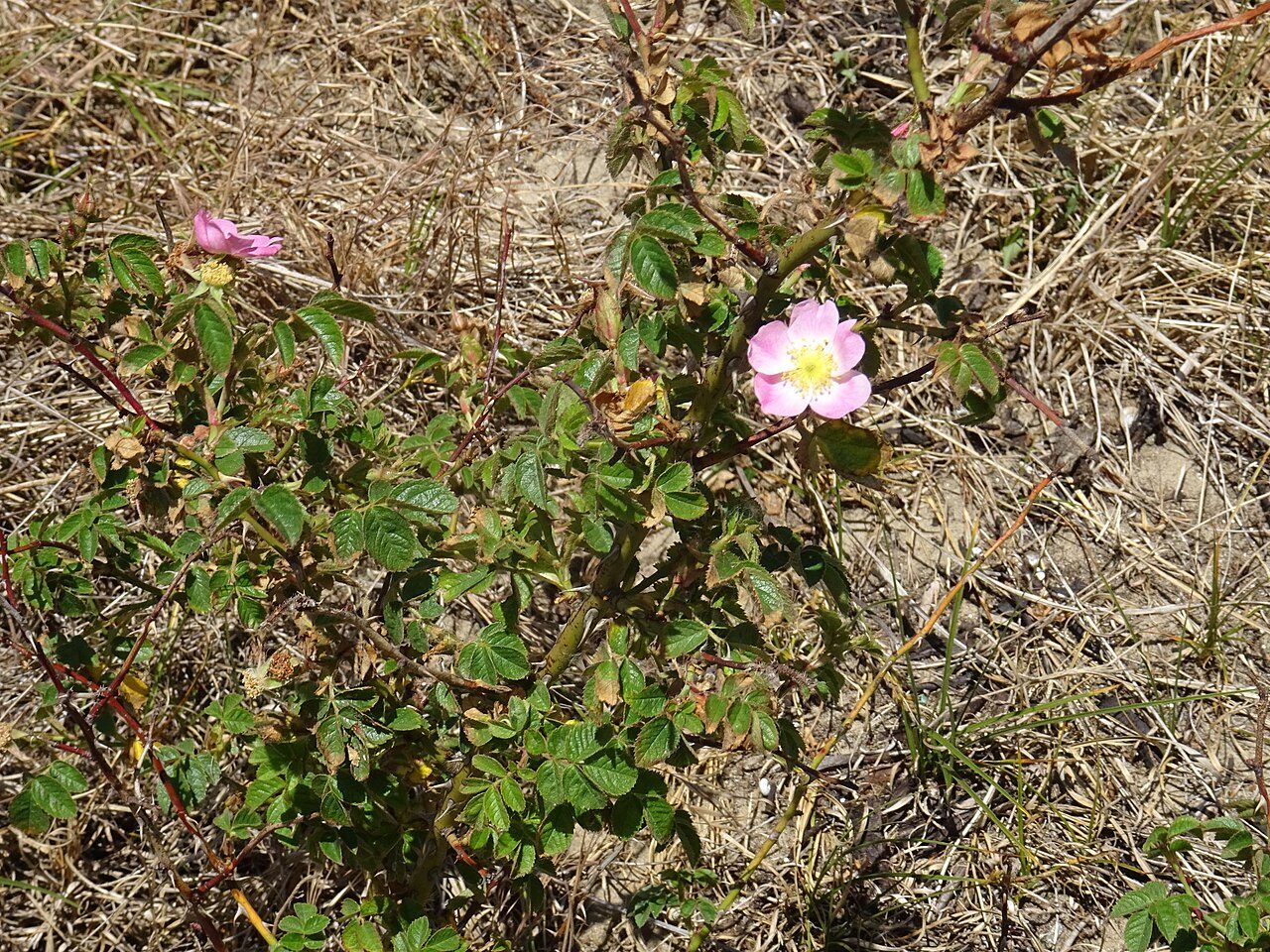 Dog rose 9