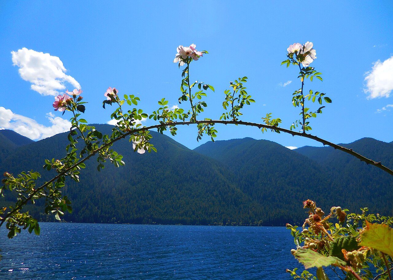 Dog rose 10