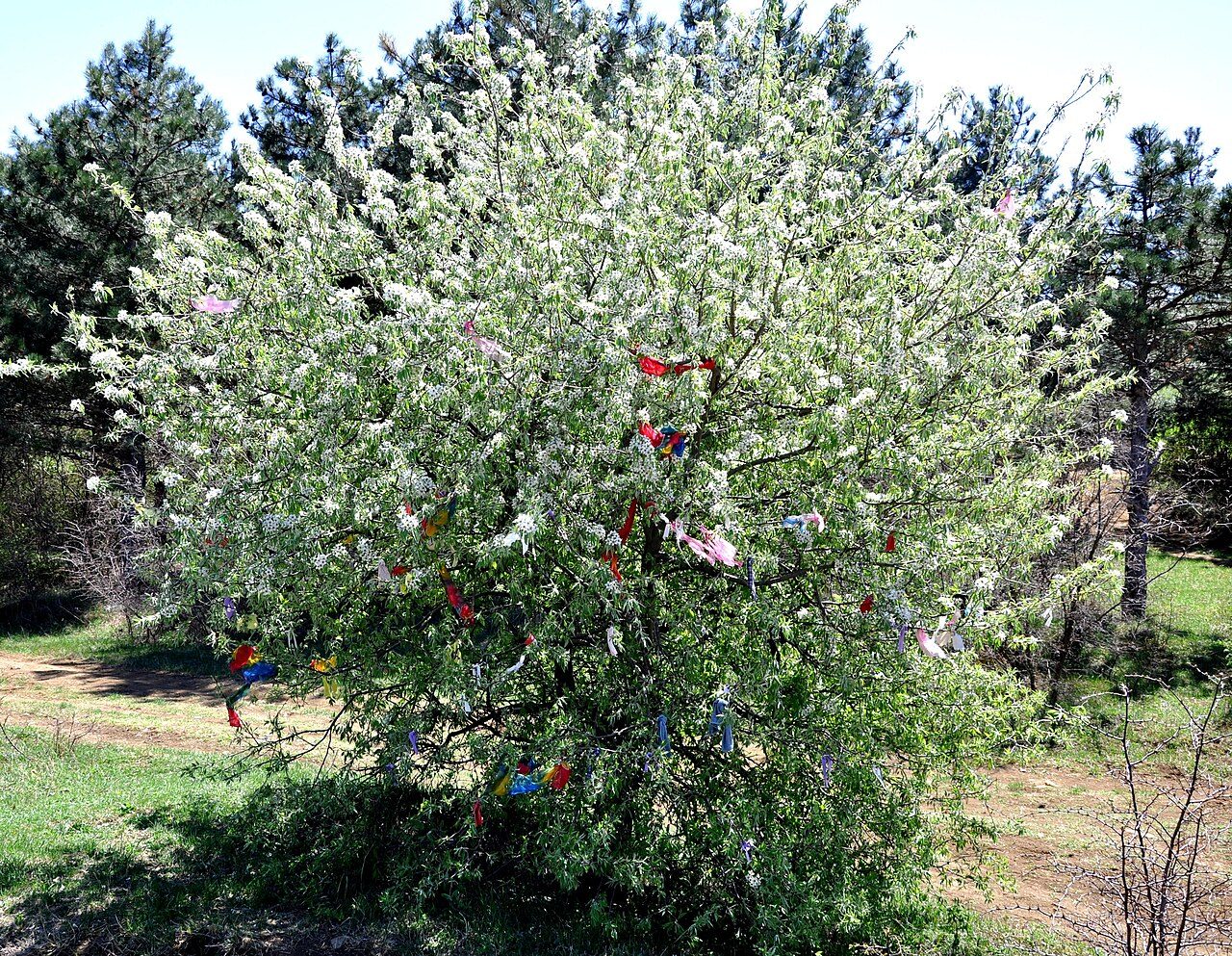 Ahlat 5