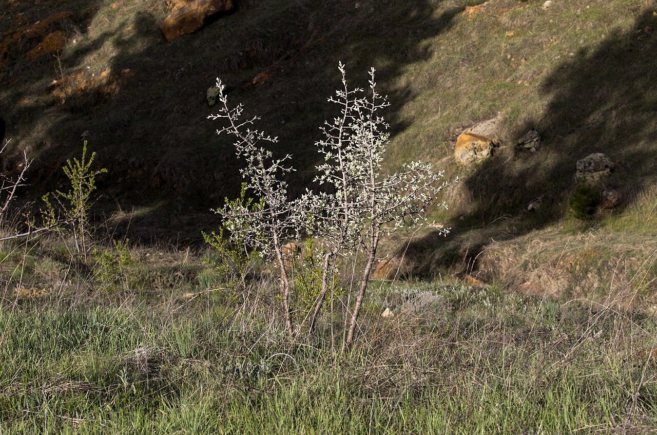 Ahlat 7