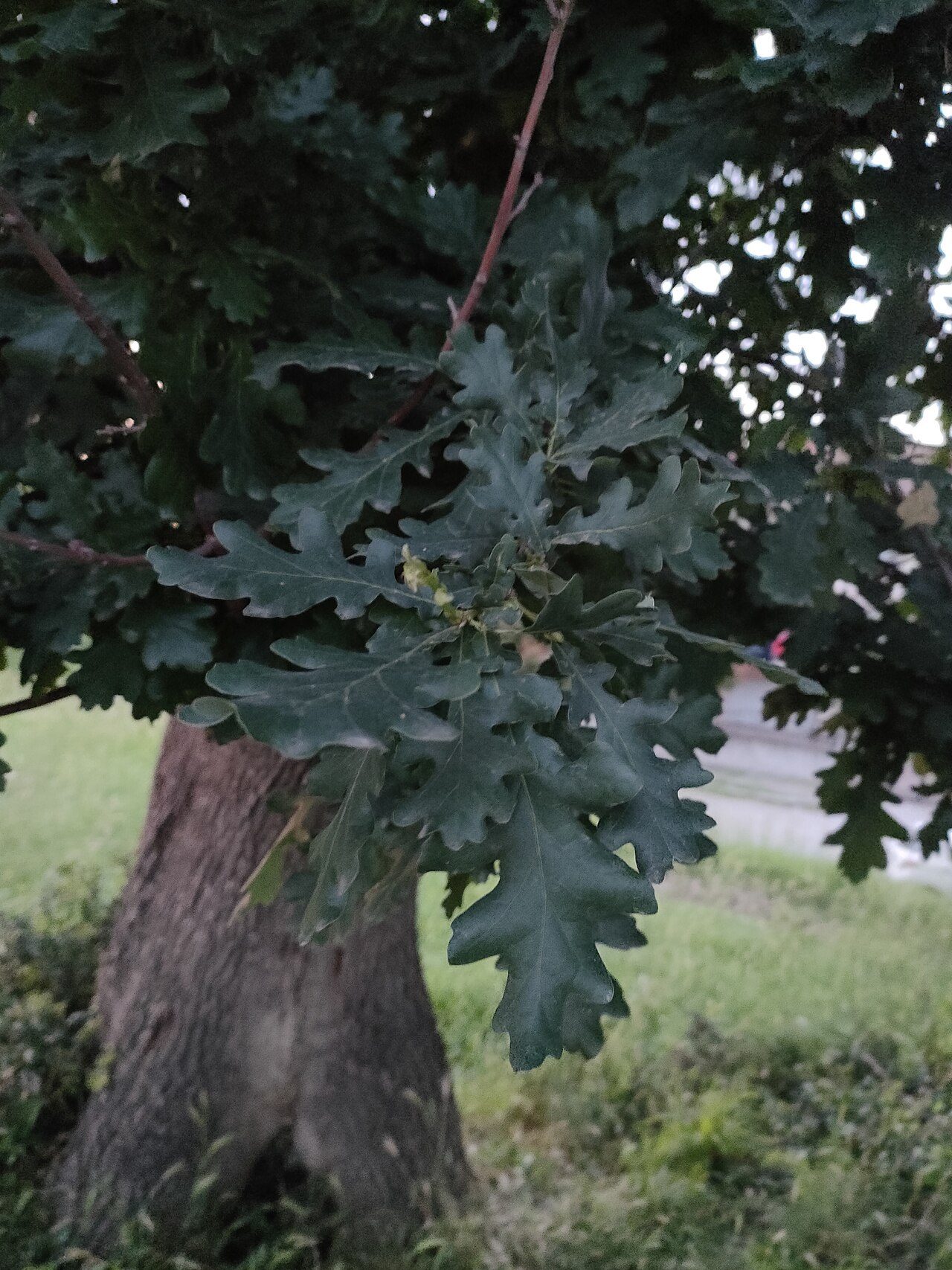 Pedunculate oak