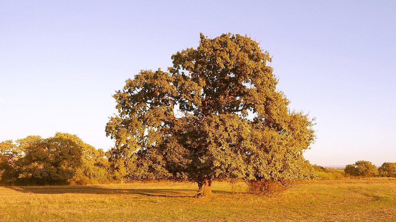 Pedunculate oak 3