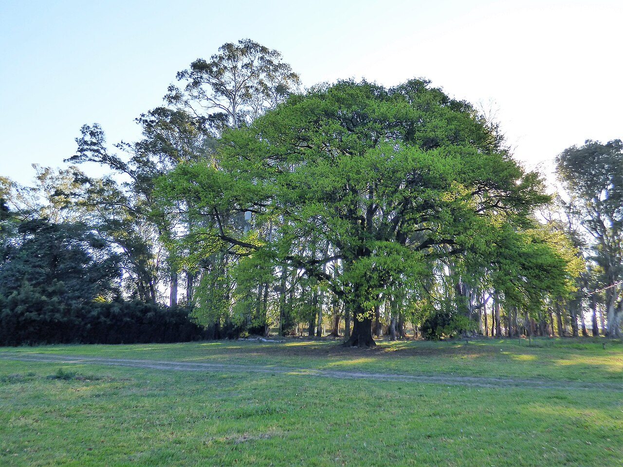 Pedunculate oak 2