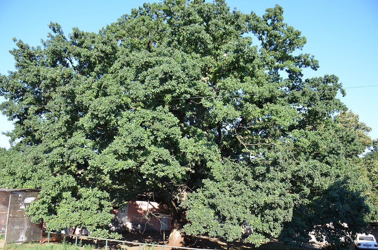 Pedunculate oak 4