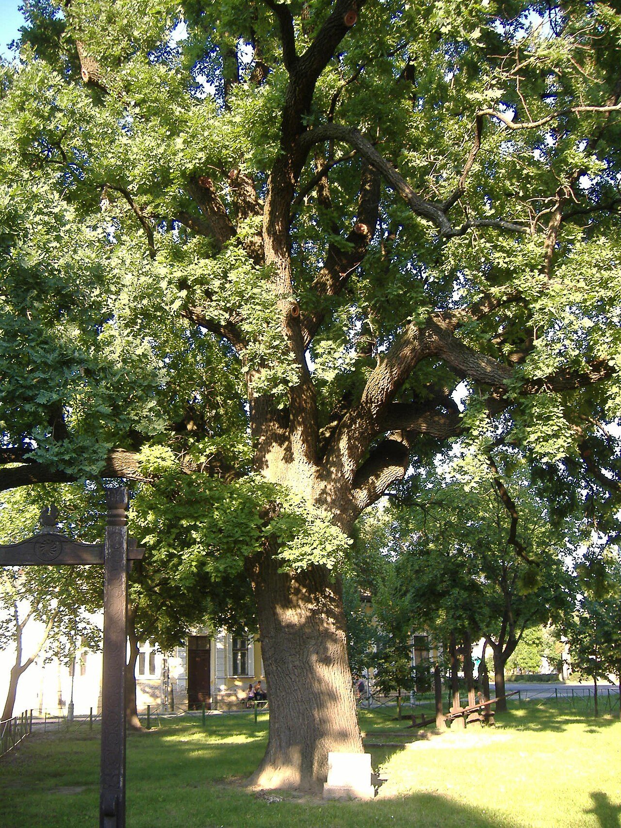 Pedunculate oak 5