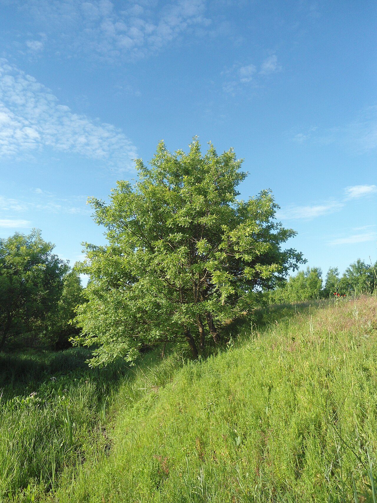 Pedunculate oak 6
