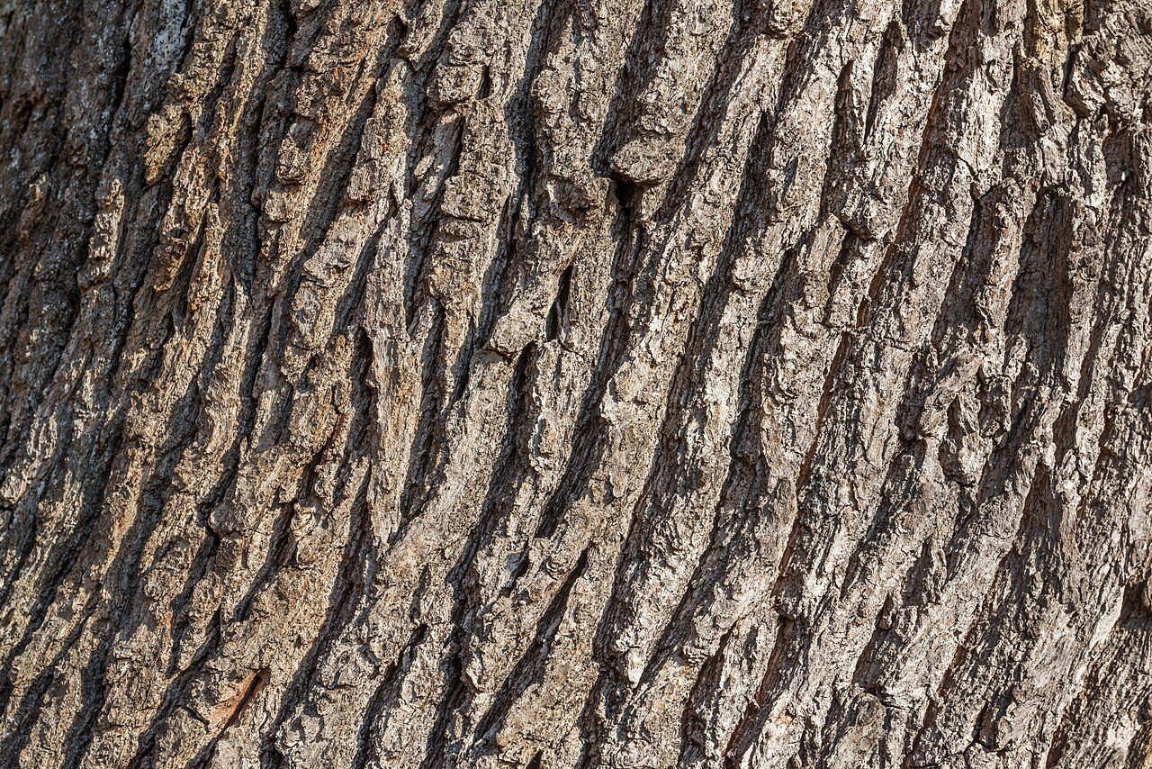 Pedunculate oak 7