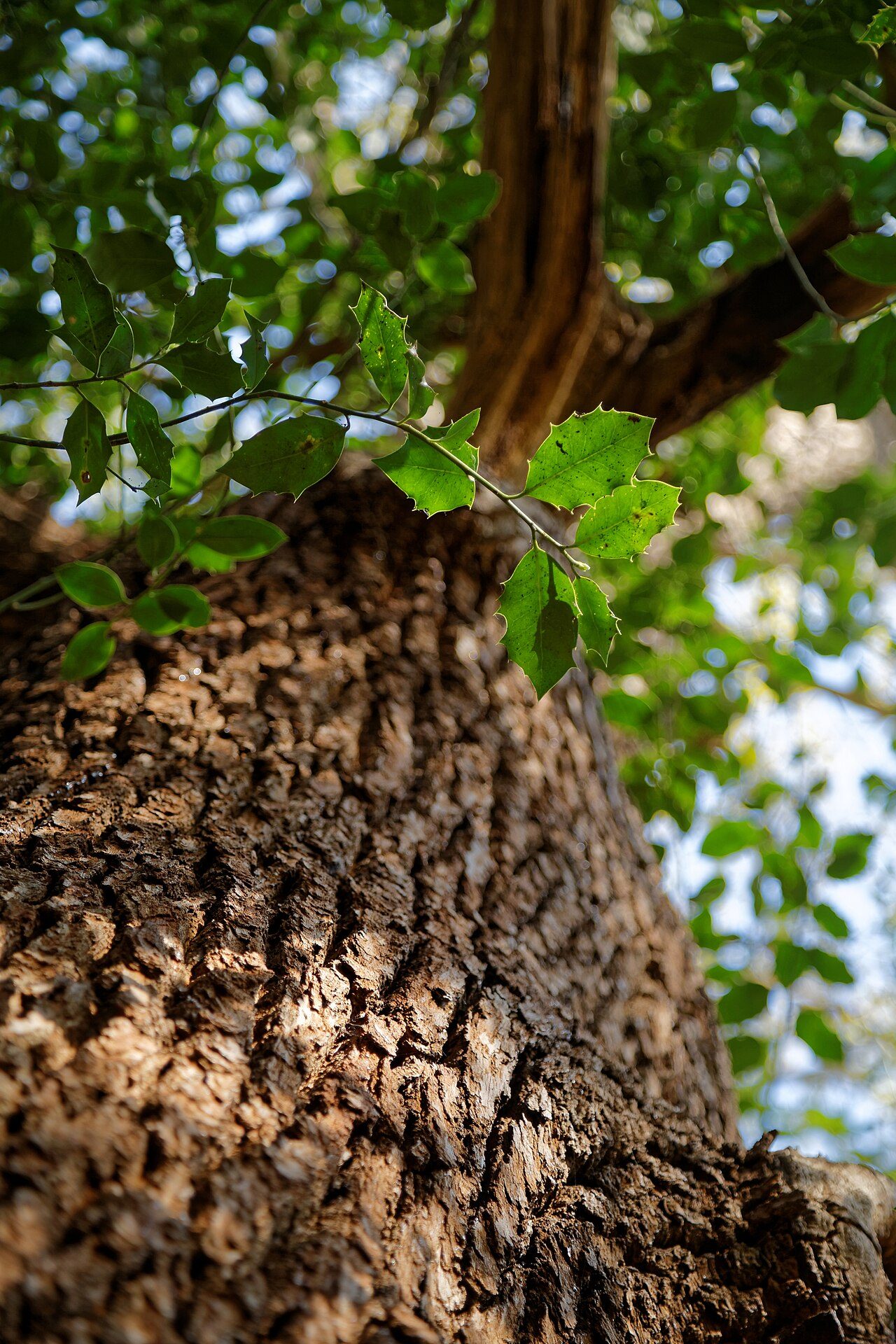 Pedunculate oak 8