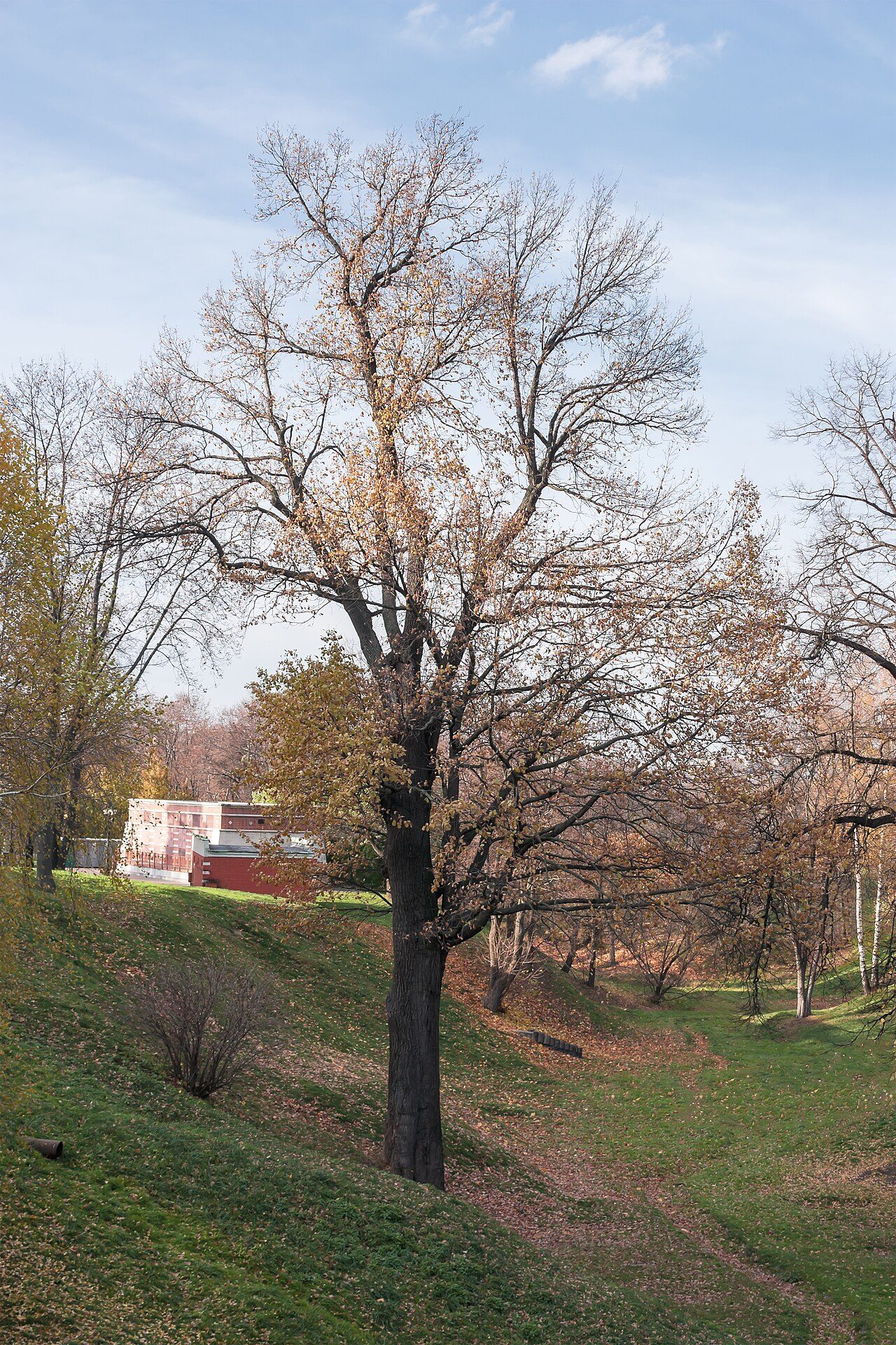 Pedunculate oak 9