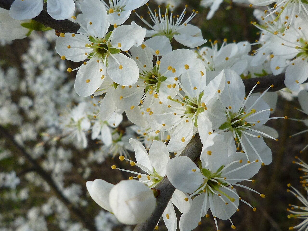 Blackthorn