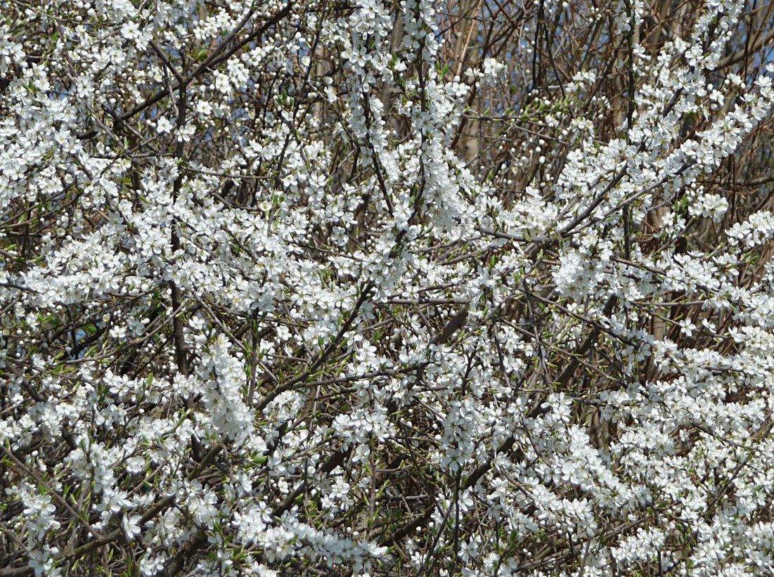 Blackthorn 2
