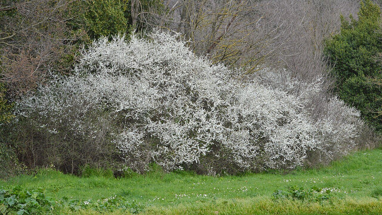 Blackthorn 3