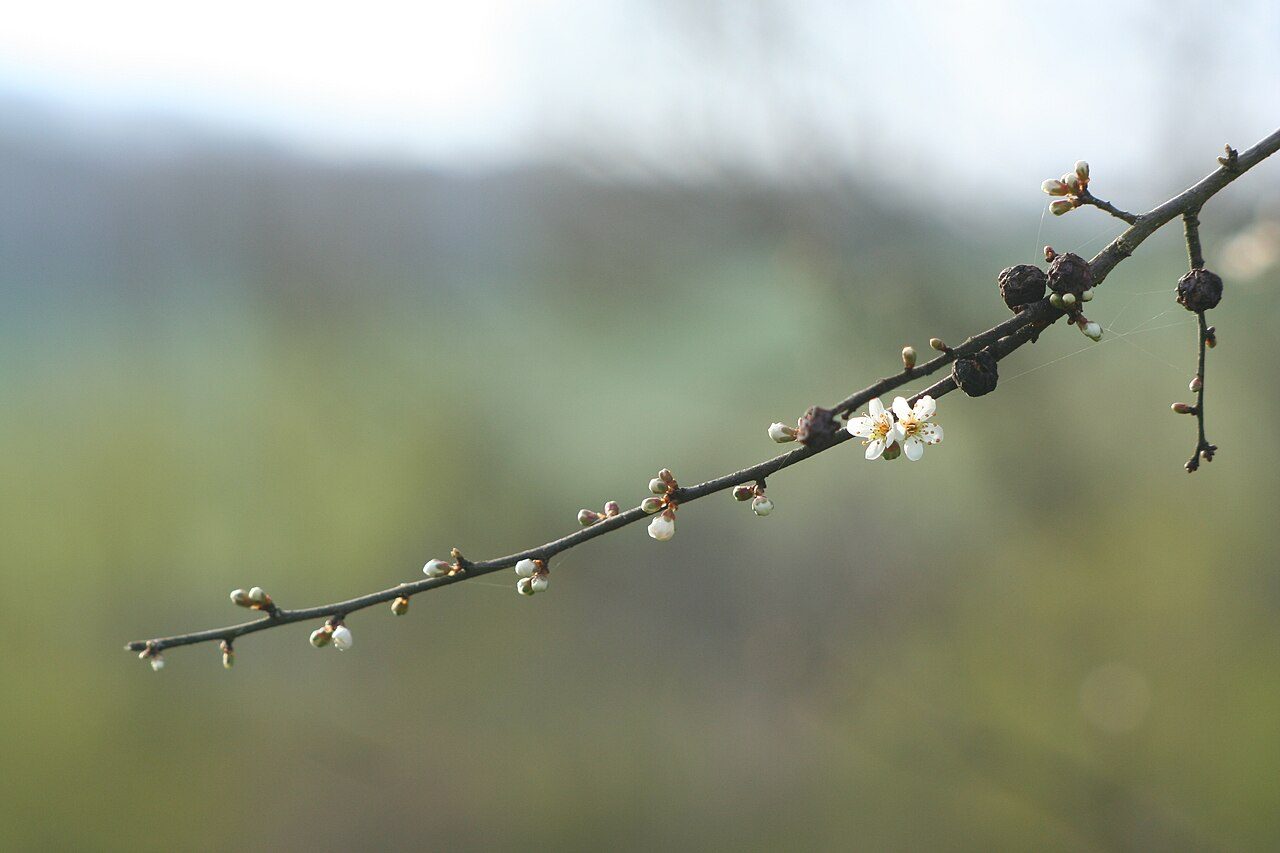 Blackthorn 5