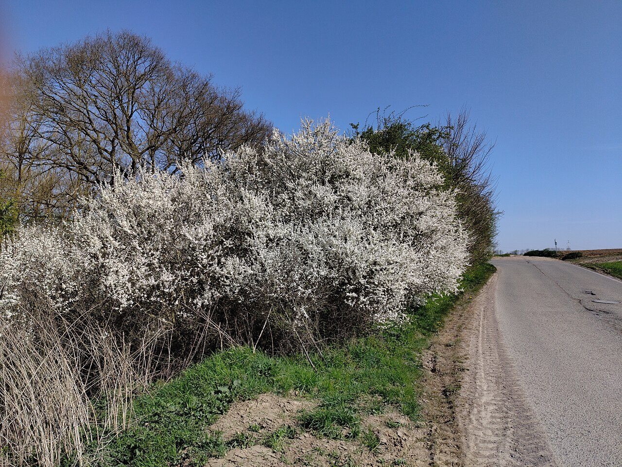 Blackthorn 4