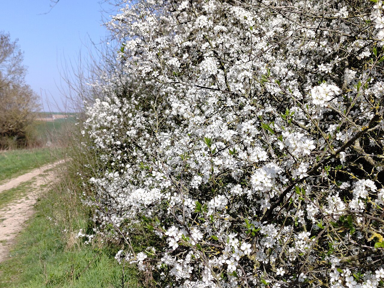 Blackthorn 6