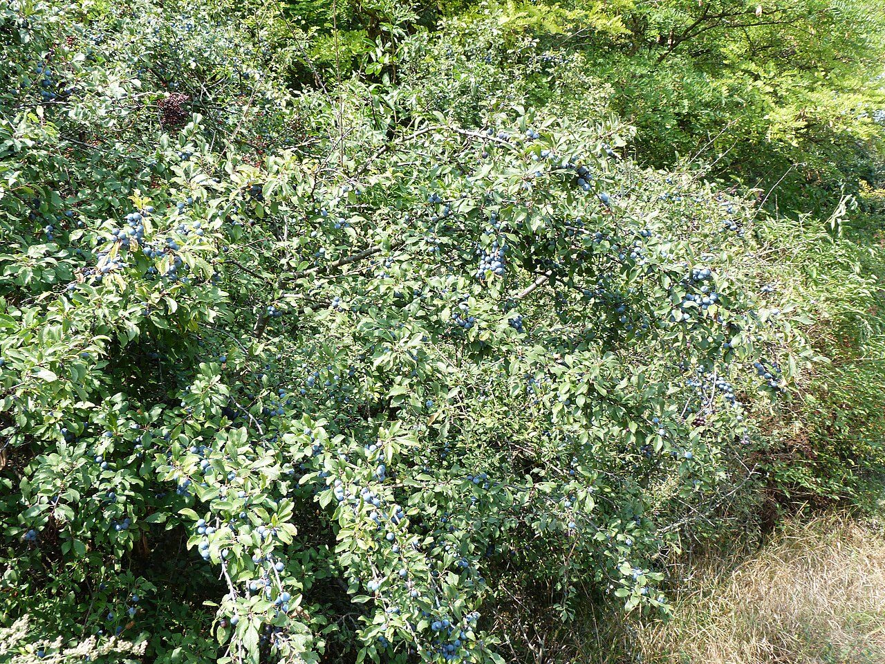 Blackthorn 7