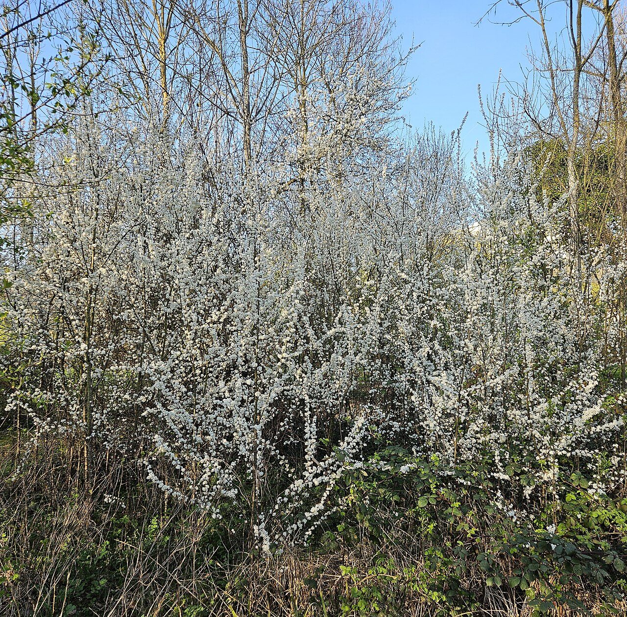 Blackthorn 8