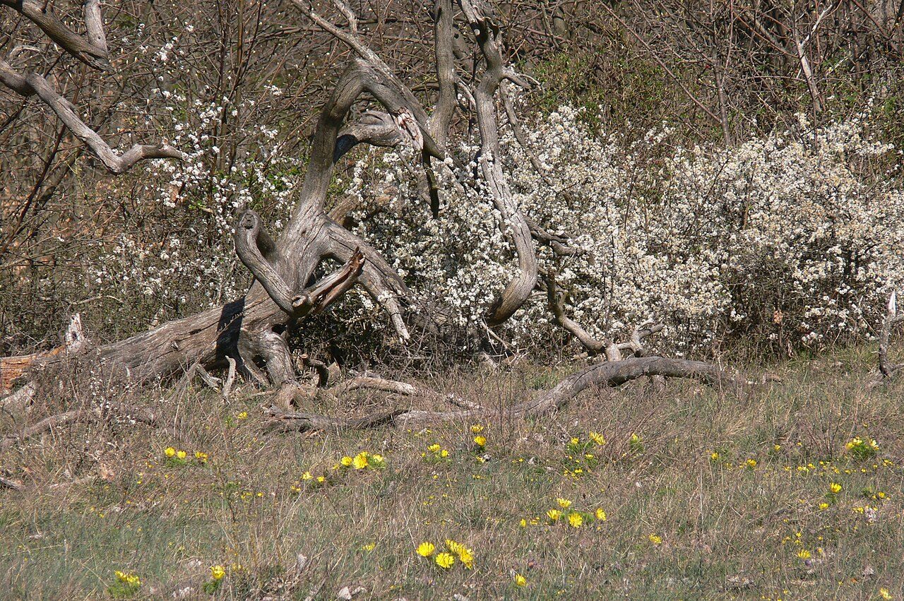 Blackthorn 9