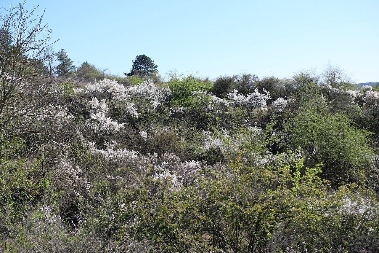 Blackthorn 10