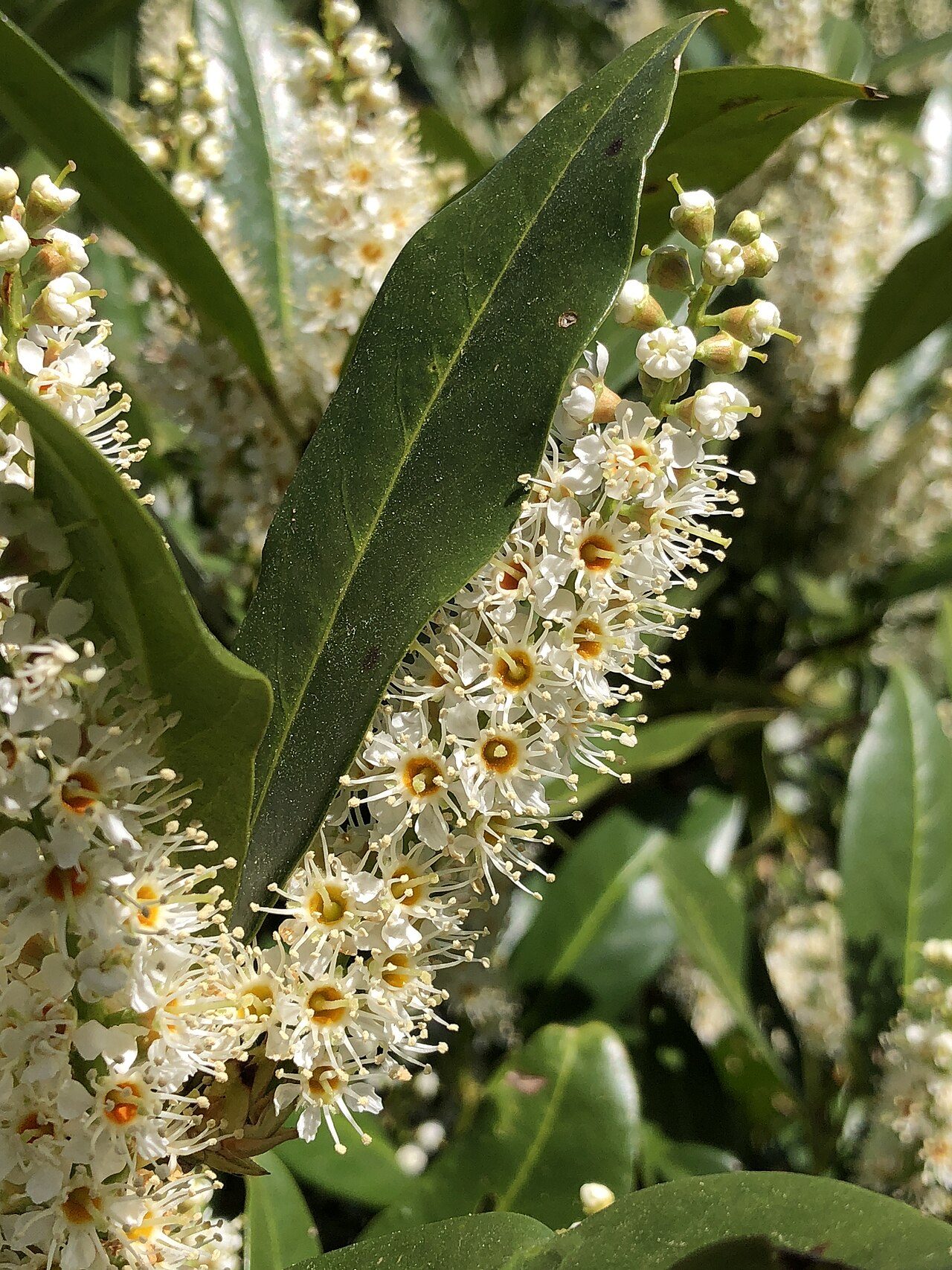 Laurel cerezo 2