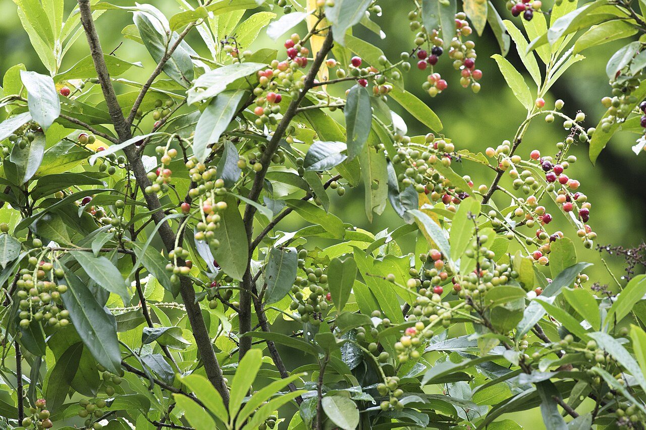 Laurel cerezo 6