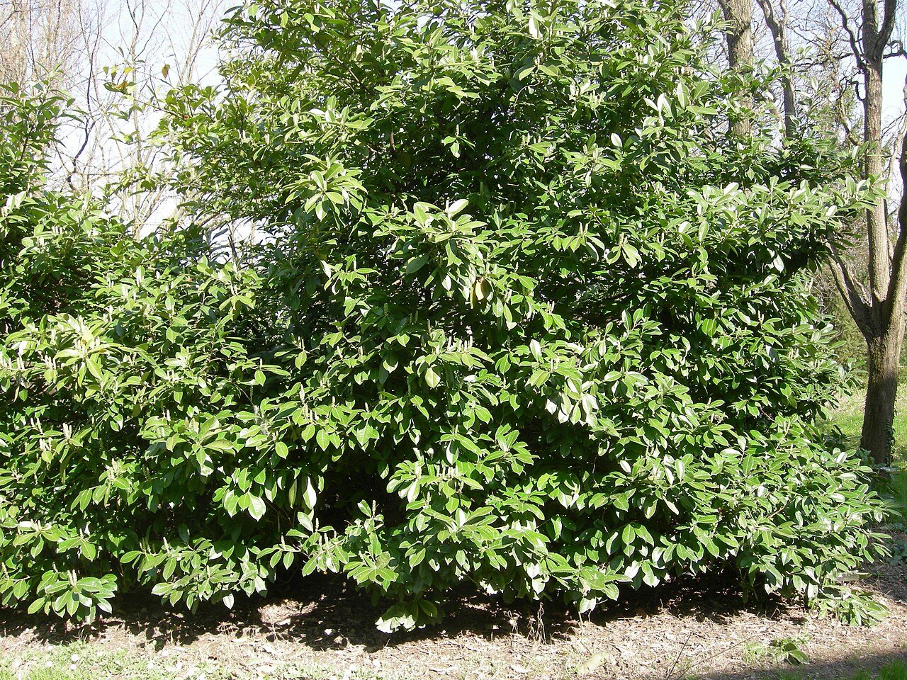 Laurel cerezo 7