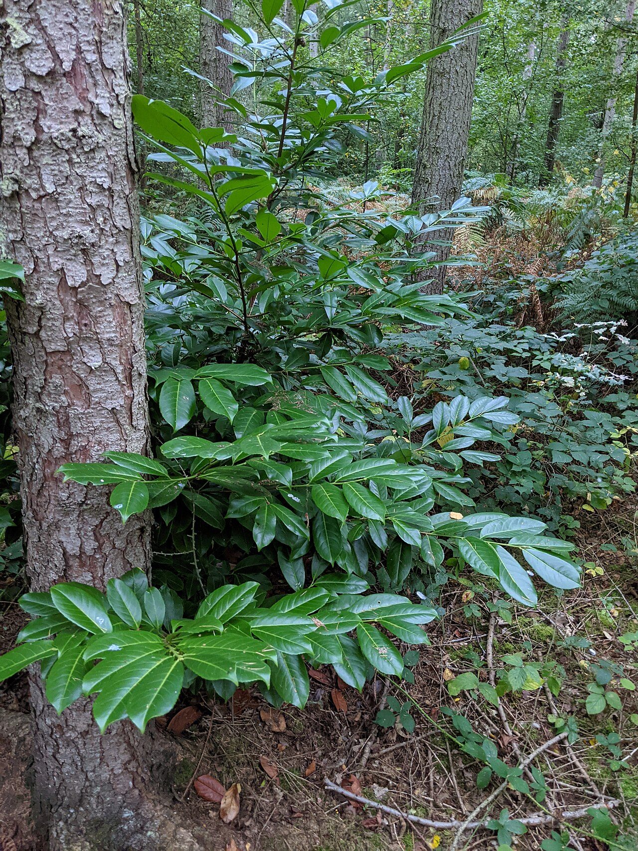 Laurel cerezo 8