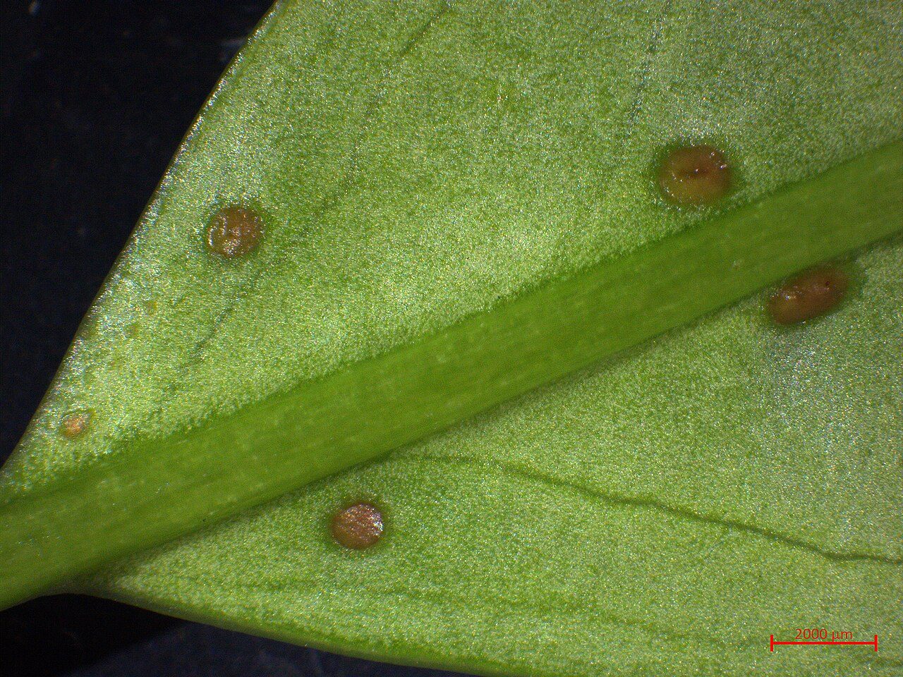 Laurel cerezo 9
