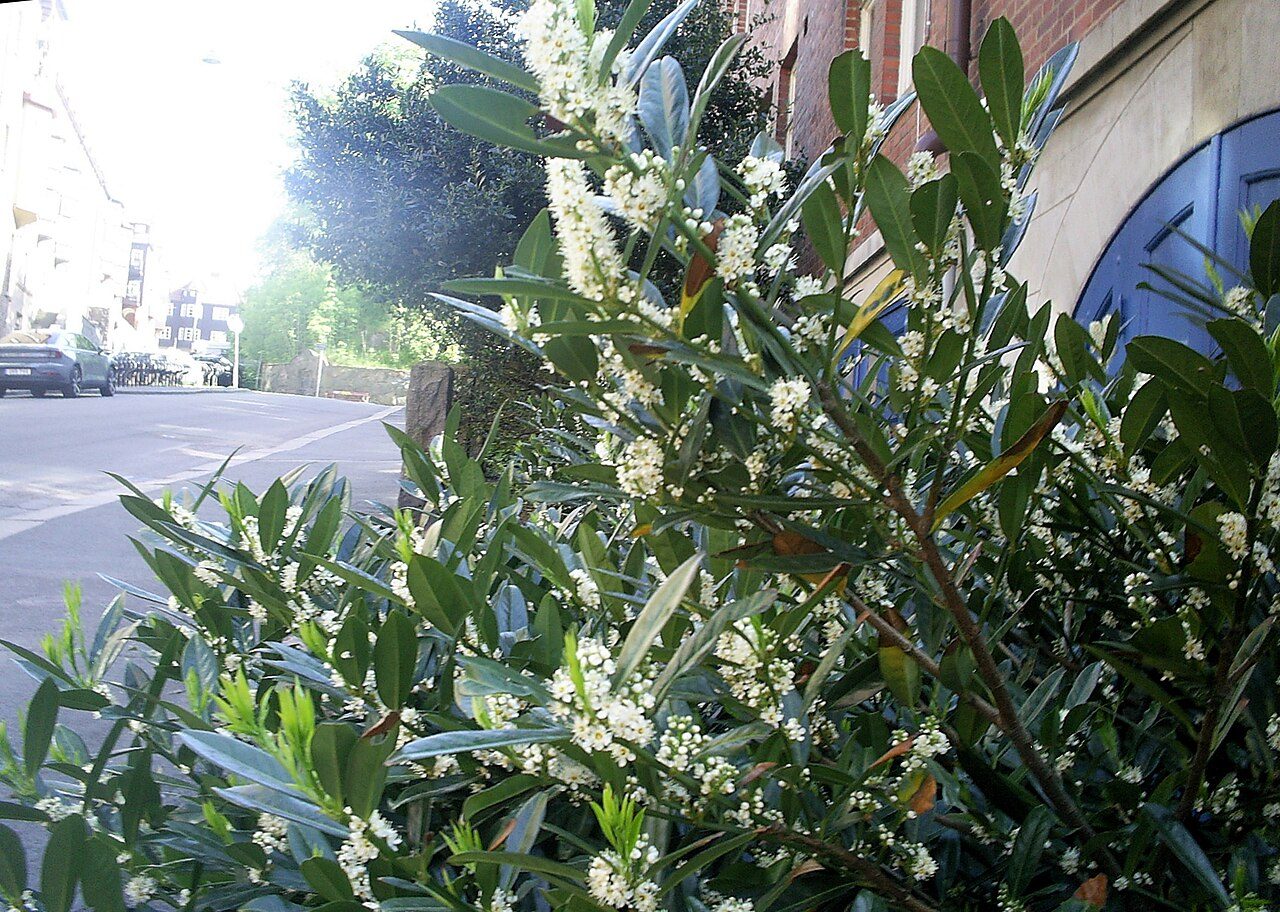 Laurel cerezo 10