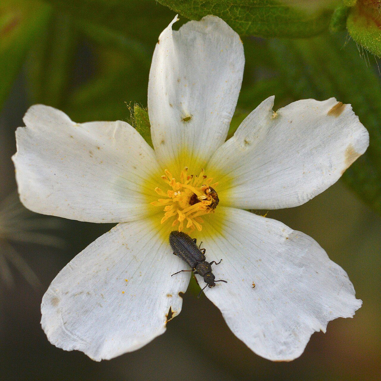 Cistusroos 8