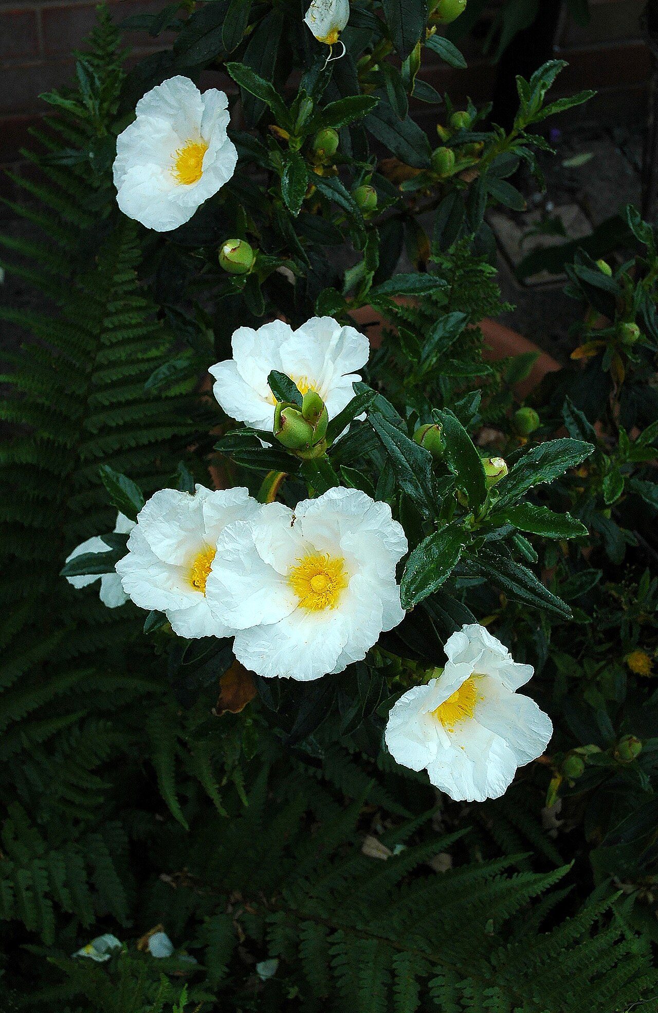 Cistusroos 9