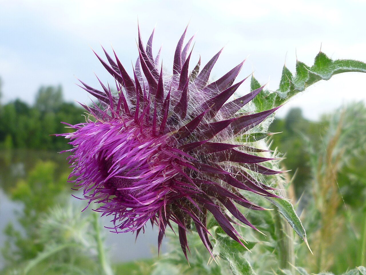 Knikkende distel