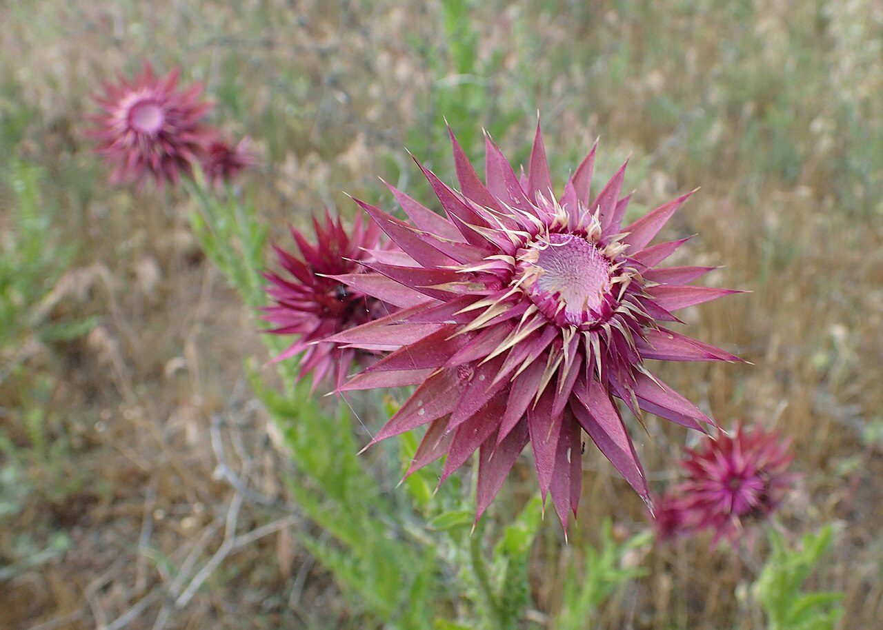 Knikkende distel 2